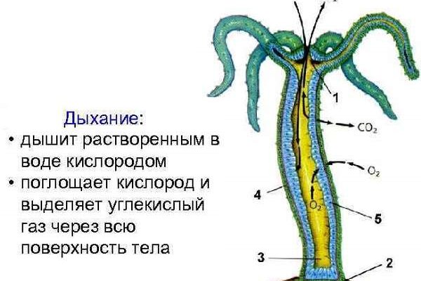 Кракен сайт даркнет зеркало